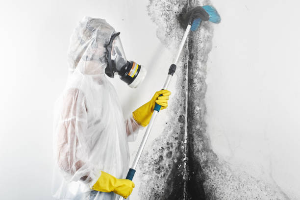 Best Air Quality Testing for Mold Spores  in Faxon, PA