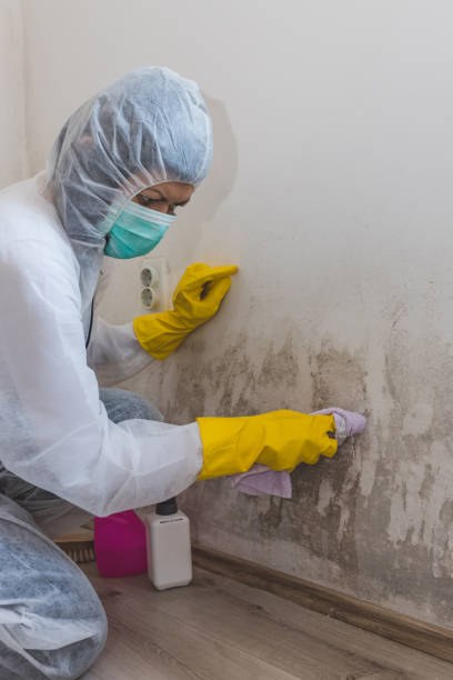 Best Crawl Space Mold Remediation  in Faxon, PA